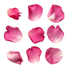 Set of pink rose flower petals isolated on a transparent background