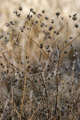 withered grass in the wind