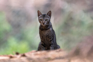 The adorable little kitten sat in the sunlight, its fur shining as it gazed at me with its big, curious eyes.