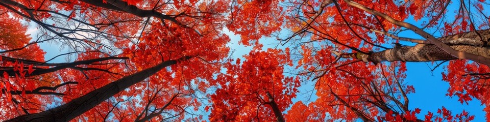 Red leaves and blue sky: A maple forest sways in the autumn wind, the leaves show bright red, and the sky is as blue as a wash. Descriptors: red leaves, blue sky, autumn wind. . Natural seasonal chang