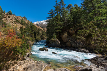 The beautiful fresh river flows between mountain pine forests in the Himalayas. 