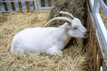 Angora goat or ankara is a Turkish breed of domesticated goat.