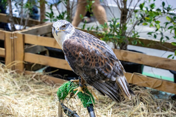 Harris's hawk or dusky hawk or wolf hawk, bird of prey. Its a popular pet in Thailand.