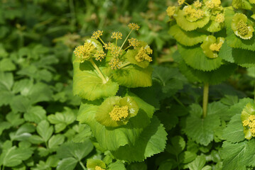 yellow umbel, Smyrnium, perfoliatum