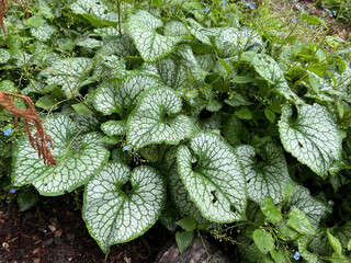 Caucasian forget-me-not, Brunnera, macrophylla