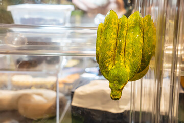 Green tree python, native to New Guinea, Indonesia and Australia. It's a popular pet in Thailand.