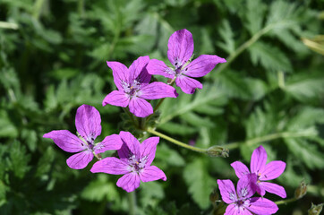 Pyrenean heron's-bill, Erodium manescavii