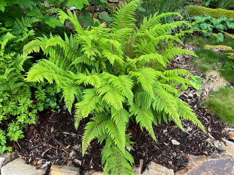 Shield fern, Polystichum setiferum