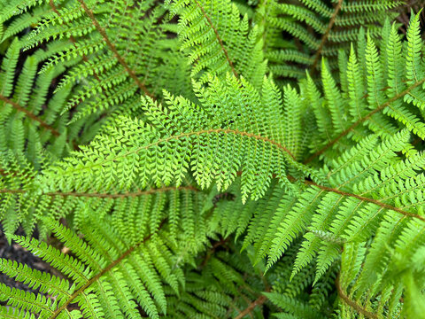 Shield fern, Polystichum setiferum