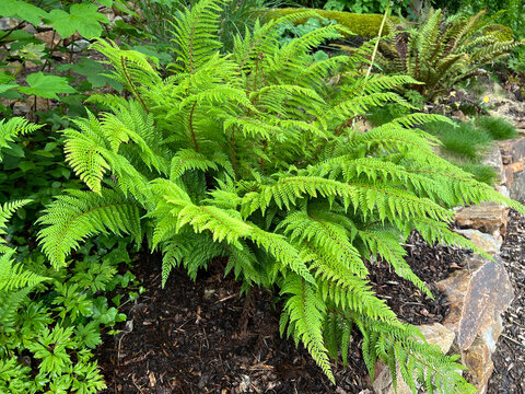 Shield fern, Polystichum setiferum
