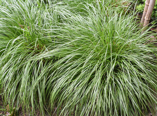 Carex