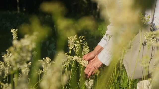 Phytotherapy, naturopathy, aromatherapy, herbal alternative medicine concept. Female herbalist collecting healing herbs on the meadow outdoors. Young woman botanist picking medicinal plants in nature