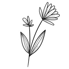 tropical flower handdrawn illustration