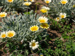 公園の花壇に咲いたガザニアビースト