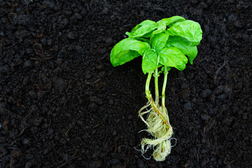 Fresh Basil Seedlings with Roots on Dark Soil