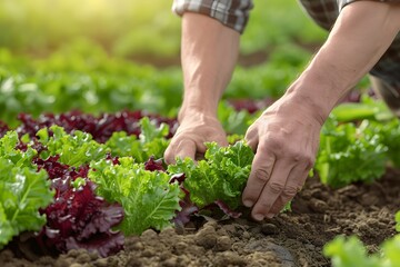 Fototapeta premium Close-up of farmer's hands harvesting fresh lettuce in a sunlit vegetable garden.