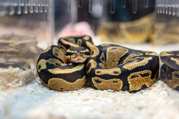 Ball python in the acrylic cabinet waiting to be sold. It's a popular pet in Thailand.