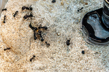 Ants for raising in equipment for study. It's popular pet.