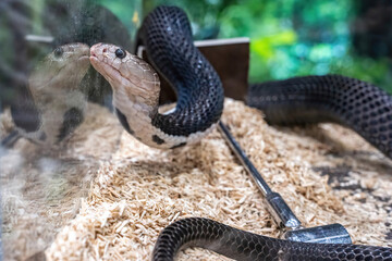 Snake in the acrylic cabinet waiting to be sold. It's a popular pet in Thailand.