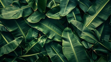 Abstract bold green leaves texture  background elegant tropical banana leaf details nature wallpaper vintage tone deep shading foliage ecology concept dark moody feel refined elegance  : Generative AI