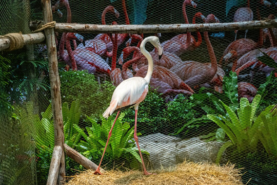 The flamingos are a type of wading bird native to distributed throughout the Americas and Afro-Eurasia.