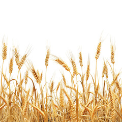 Obraz premium Wheat field isolated on a transparent background