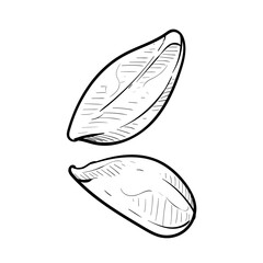 nuts handdrawn illustration