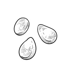 nuts handdrawn illustration
