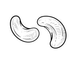 nuts handdrawn illustration