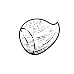 nuts handdrawn illustration