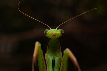 praying mantis