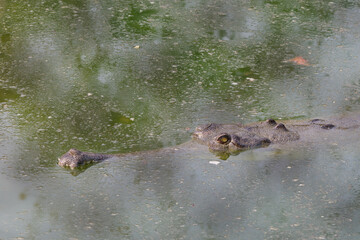 Close-up photo of a Gharial Crocodile swimming in the Gharial Breeding Center, Chitwan National Park, Nepal