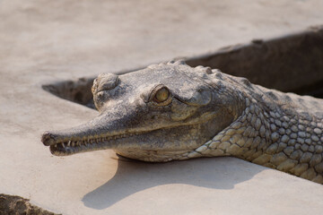 Close-up photo of a Gharial Crocodile in the Gharial Breeding Center, Chitwan National Park, Nepal	