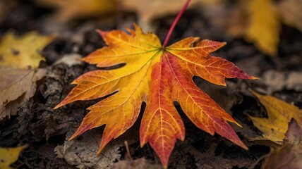A single vibrant maple leaf, highlighting its intricate veins and vivid autumn colors