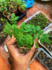 Young tomato plants. Tomato seedlings in a greenhouse. Organic food production. Agriculture. Tomato nursery