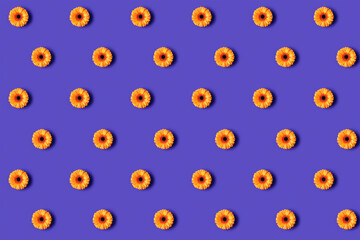 Orange gerbera flowers on purple background, top view. Pattern