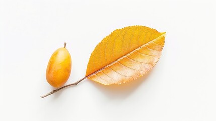 Leaf of loquat Eriobotrya japonica  Japanese medlar nispero  Chinese plum on white background : Generative AI
