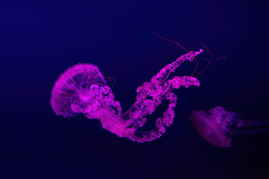 Jellifish South american sea nettle, Chrysaora plocamia swimming in aquarium tank with red neon lighting. Aquatic organism, animal, undersea life, biodiversity
