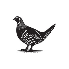 Quail Bird Vector Silhouette - Minimalist Quail Bird Design - Quail Illustration.