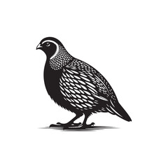 Quail Bird Vector Silhouette - Minimalist Quail Bird Design - Quail Illustration.