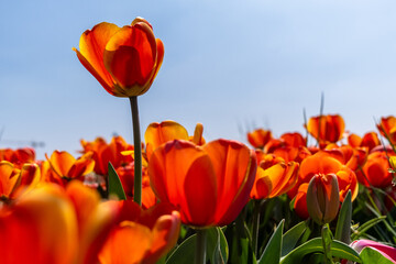 red and yellow tulip standing out field flowers