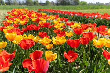field of colourful tulips blooming daylight