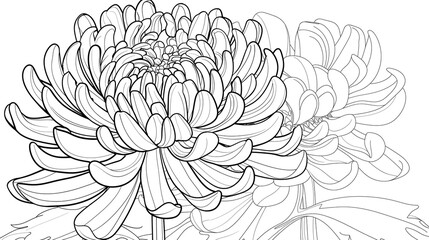 Cartoon chrysanthemum flower, outlined for coloring, on a white background.