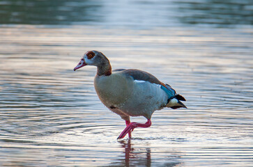 Kazarka Egipska © chytla_fotografie