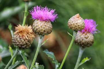 Purple thistle flower in garden, green background.