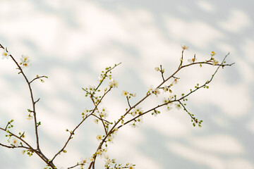 Blooming spring branches with flowers and its shadow on white background