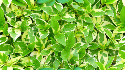 Seamless background - Seamless nature background pattern