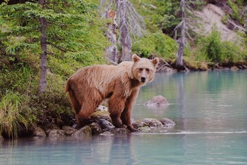 Fototapeta premium brown bear in the lake