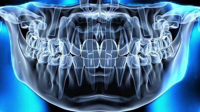 Dental Anatomy of mandibular human gum and teeth. x-ray view. Medically accurate tooth 3D illustration