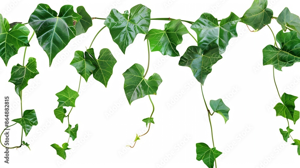 Aufkleber green leaves javanese treebine or grape ivy cissus spp jungle vine hanging ivy plant bush isolated o